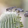 AA_Cactus Wren Among the Saguaros  9763