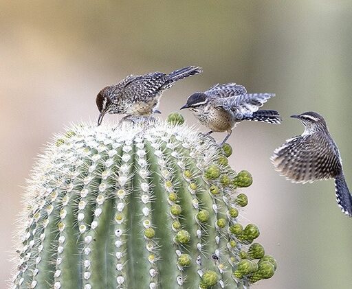 AA_Cactus Wren Among the Saguaros  9763