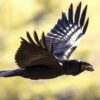 bird flying low