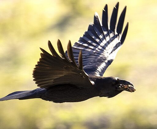 bird flying low