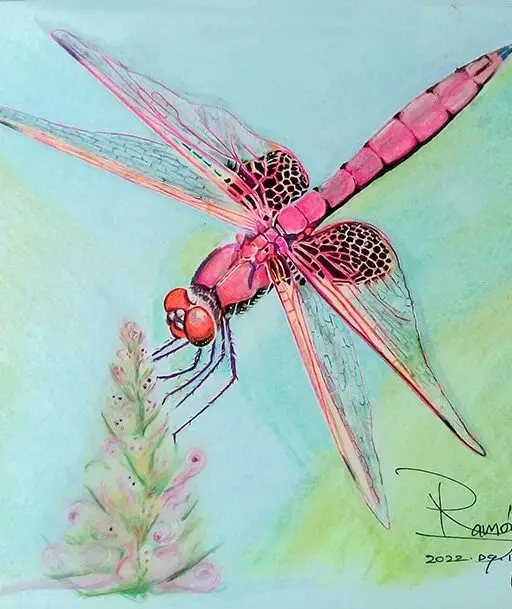 Dragon Fly