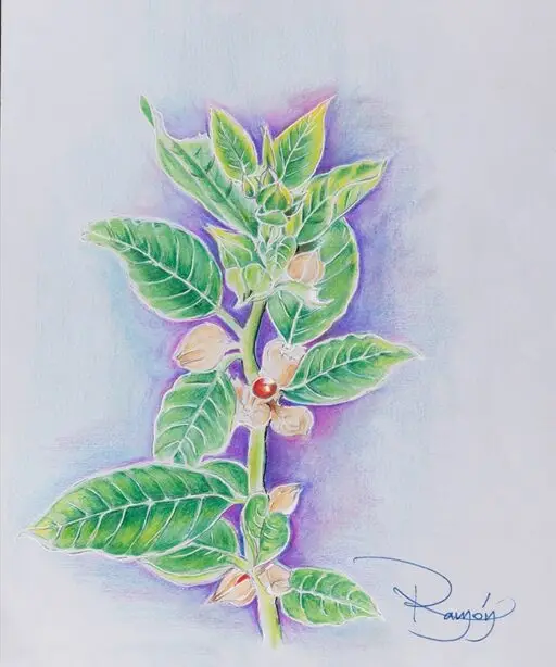 Ashwagandha